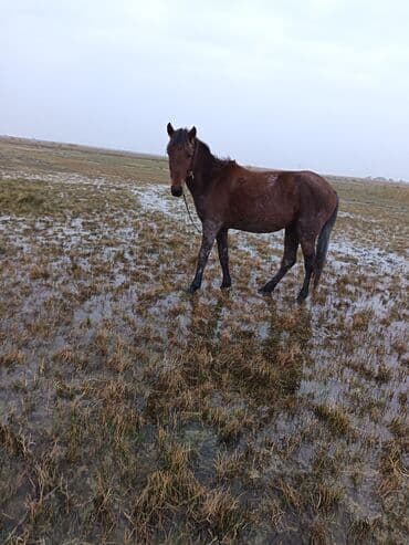 çin aslanı: Satilir cavan heyvan normal yerisde sadece baxa. Bilmirem deye ariqdi — 2