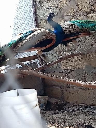 qara baş quşlar: Məhsul: Hind tovusu (tovus quşları) Təsvir: - Saxlanılan növ: Mavi — 5