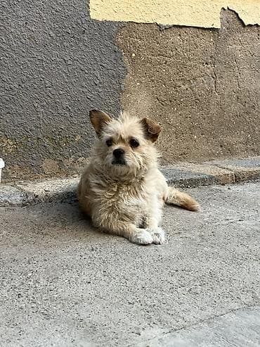 balaca it cinsi: Pekines, 2 il, Dişi — 1