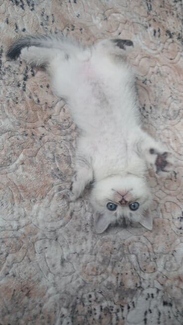 pişik sahiblendirme: Şinşilla, Erkək, Dişi, Yaxşı əllərə, Pulsuz çatdırılma — 9