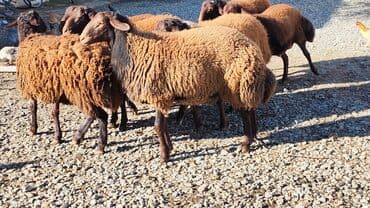tap az qoyun: Qoyun sürüsü – yerli ətlik-südlük istiqamət - Növ: qaragül/yerli tükü — 6