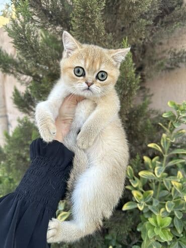 русская голубая кошка баку: Британская — 1