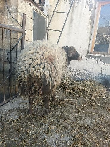 damazliq qoyunlar: Qoyun – yerli cins, qalın və uzun yunlu. - Növ: ana qoyun - Rəng — 2