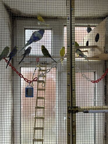 Digər heyvanlar: Satılır: 10 ədəd ev şəraitində baxılmış dalmatian/budgerigar — 2