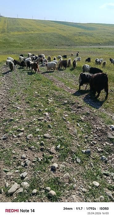 damazlıq heyvanların satışı: 52 baş keçi satılır — 1