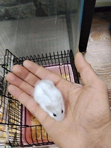 Xamyak cunqarik bir cut ag vəya boz: Bir qəfəs bir kq yem iki aylıq