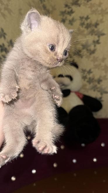 britanski pişik: Şotland yastı qulaq, Dişi, Erkək, Yaxşı əllərə, Ünvandan götürmə, Rayonlara çatdırılma, Pulsuz çatdırılma — 2