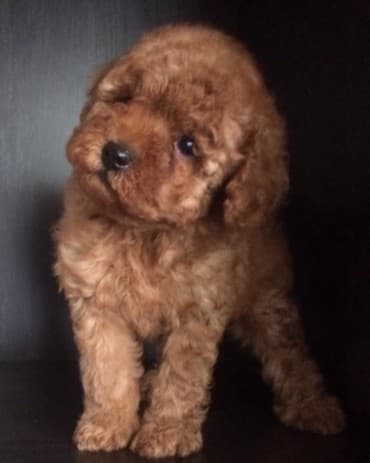 Пудель (Pudel) (Poodle) Щенки пуделя. Документы FCI.Будут привиты по lalafo.az -da Пудель (Pudel) (Poodle) Щенки пуделя. Документы FCI.Будут привиты по