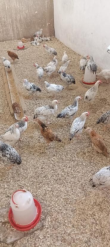 ucuz toyug: Məhsul: Yerli toyuqlar (yumurta və ət istiqamətli gənc quşlar) — 3