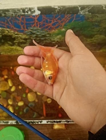 mermer baligi: Qızıl balıq, Sülhsevər — 7