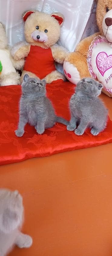 Pişiklər: Şotland yastı qulaq — 5