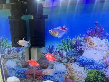 akvarium bitkileri: Balıqlarla birlikdə, 1 l, Ödənişli çatdırılma — 11