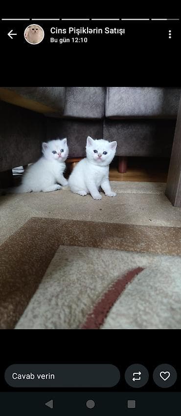 ağ pişik adları: Şinşilla, Erkək — 5