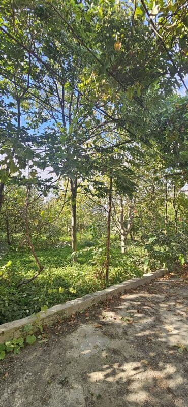 аренда продажа земельных участков: 48 sot, Kənd təsərrüfatı, Kupça (Çıxarış) — 8