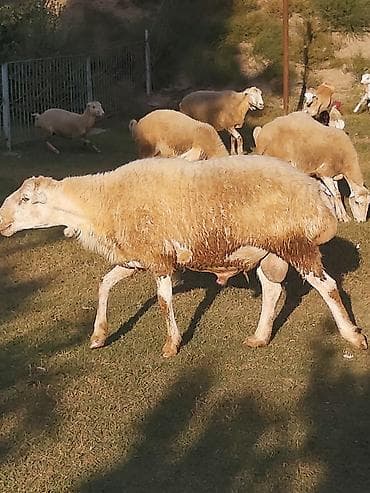 qala sortu qoyunlar: Təmiz qaradolaq sortudur. 2 yaşı var. yaxşı bala düşür. aktiv — 3