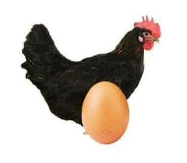 sultan toyuqlar: Toyuq, Yumurtalıq — 2