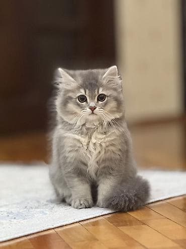 pisik adlari rusça: Erkək, Ünvandan götürmə — 3