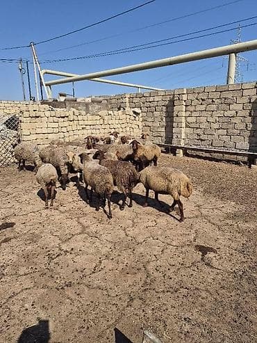 it bala: Satlıq qoyun sürüsü. Şəkillərdə bir neçə başdan ibarət sürü görünür — 2
