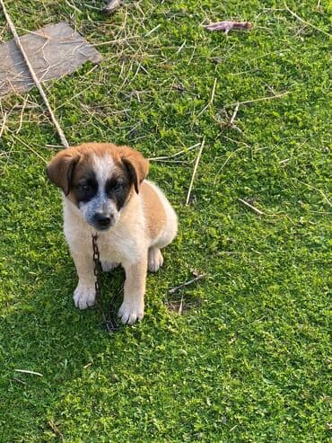 basenc itləri: Alabay, 1 ay, Erkek, Cütləşmə üçün, Ünvandan götürmə — 6