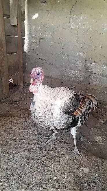 buzov satisi: Erkək, Damazlıq, Ünvandan götürmə — 3