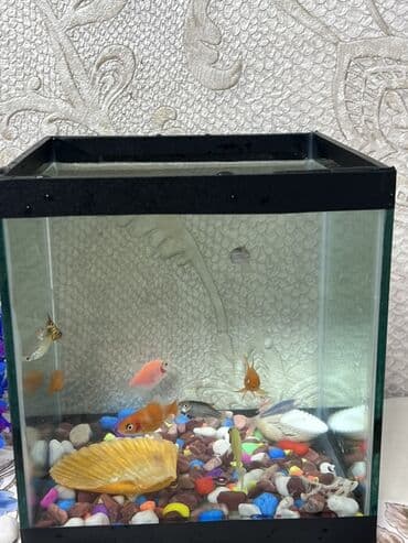 akvarium baliqlari haqqinda melumat: Şüşə akvarium – dekorativ balıqlar və aksesuarlarla - Kvadrat formalı — 2