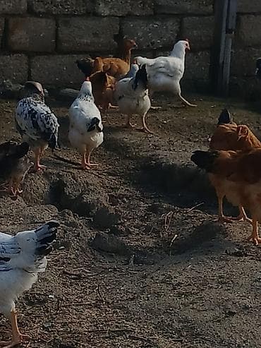 kend toyugu: ‼️ Təcili Satılır ‼️ 54 ədəd 3 ay yarımlığ Colpalar tam — 8