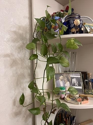 ev gulleri ve adlari: Otaq bitkiləri dəsti – 4 ədəd saksıda 1) Filodendron (uzanan gövdəli — 5