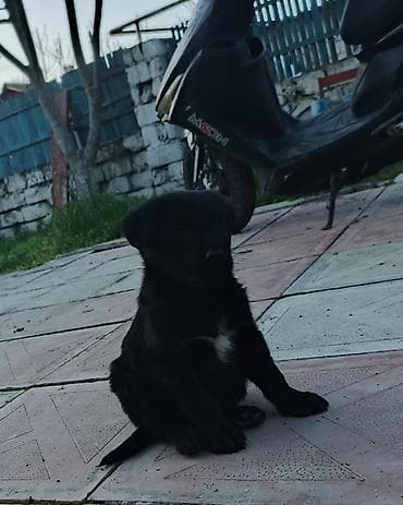 Peyvəndli lalafo.az -da Peyvəndli