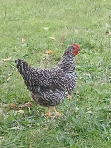 kekilli toyuq: Xoruz, il: 1, Ünvandan götürmə — 5