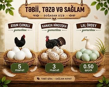 peleng balasi satilir: Ünvan maştağa — 1