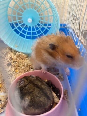 xamyak adlari: Xamyak hemster 3 eded her biseyile birlikde — 4