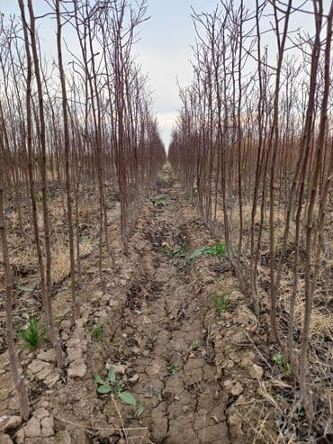 zeytun satışı: Alça qələmi "saglam tinglər saglam bagçiliqin təminatidir"🌱 yeni əkin — 9