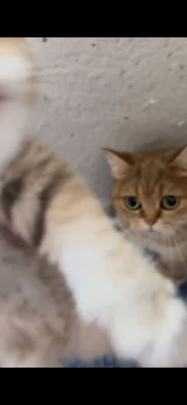 pişik sahiblendirilir: Şotland yastı qulaq — 7