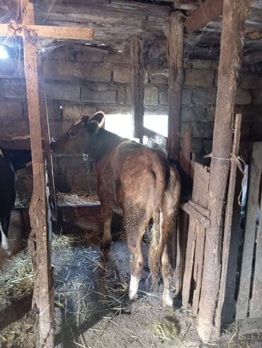 ingilis setter it cinsinin digər adı: Satışda – yerli mal-qara təsərrüfatı üçün sağlam danadır — 4