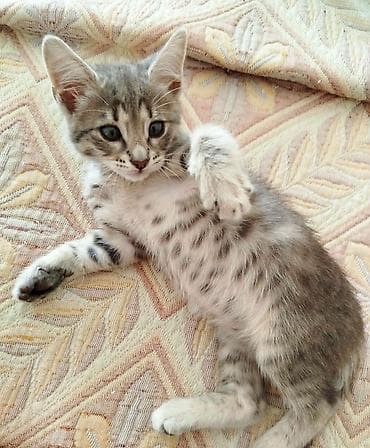 Отдам в добрые руки очаровательного котёнка от домашней кошечки