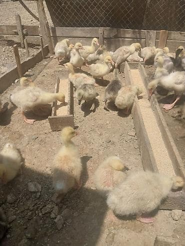 alabay bala: Qaz balaları – sağlam və aktiv - Növ: ev quşu, qaz balası (gosling) - — 1