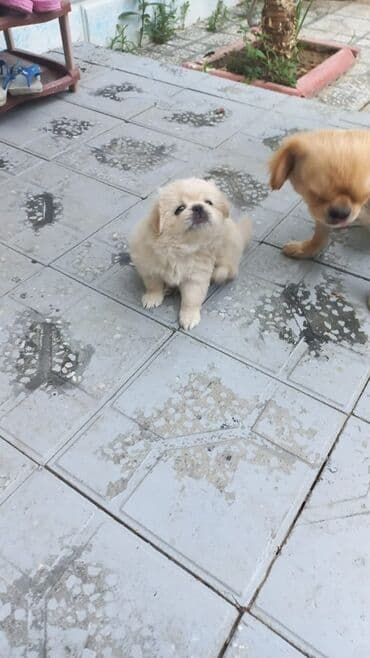 Gəmiricilər: Pekines, 1 ay, Erkek, Peyvəndli, Ünvandan götürmə — 4