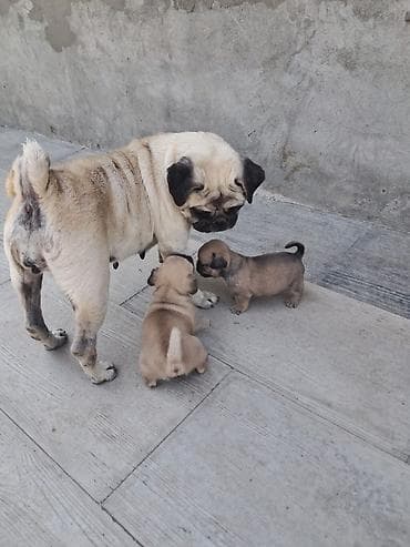 pulsuz it type 1: Mops, 1 ay, Dişi, Peyvəndli, Ünvandan götürmə, Ödənişli çatdırılma — 2