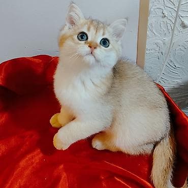 ingilis setter it cinsi: Britan, Erkək, Pulsuz çatdırılma — 5