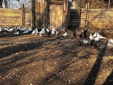 qara pisik: Göyercinler satılır təcili ƏN UCUZ 5 AZN unvan samux Qarayeri — 1