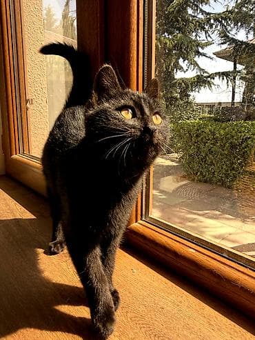 ev iti satilir: Dişi, Yaxşı əllərə — 9