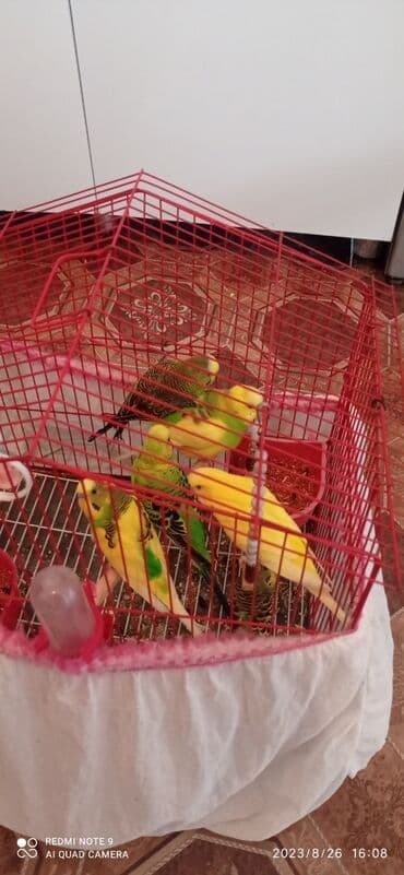 əbabil quşunun qiyməti: Sarı quş 15 azndir digərləri 10 azn təmiz ev quşudur. bir təkin qursun — 1