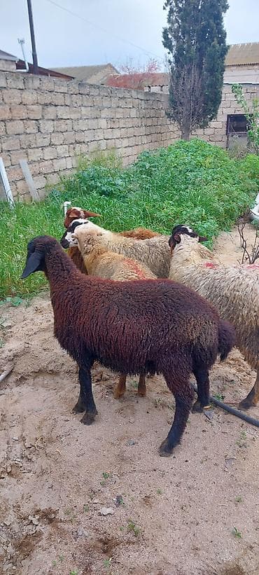 cins qoyun: Qoyun sürüsü – 5 baş - Təyinat: ət və damazlıq üçün münasib yerli — 4