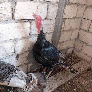 et dükanı: Erkey hindusqa satilir diri ceki 7kq 600 — 1