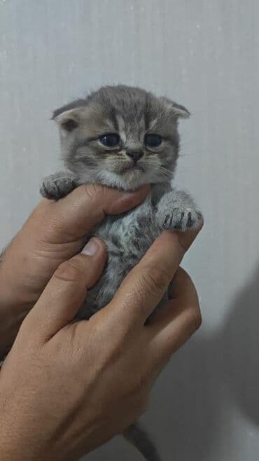 Аквариумы: Шотландская, Самка, В добрые руки, Самовывоз, Бесплатная доставка, Платная доставка — 7