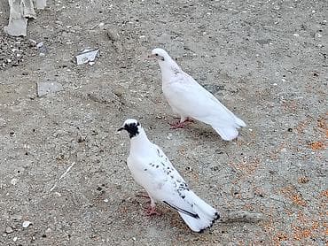 Salam tay balalar cutu 15manat unvan maşdaga 0516831165 vatsapda lalafo.az -da Salam tay balalar cutu 15manat unvan maşdaga 0516831165 vatsapda