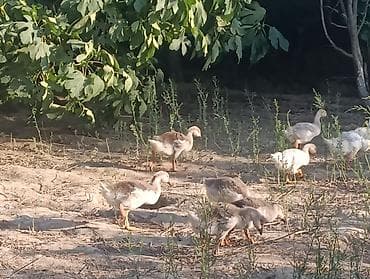 kend cuceleri: Məhsul: Qaz cücələri (yaşları gənc) 50günlük kuban linda qaz balalari — 5