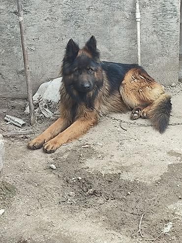 çoban iti adları: Alman çoban iti, 1 il, Erkek, Sənədli, Ünvandan götürmə, Pulsuz çatdırılma, Ödənişli çatdırılma — 1