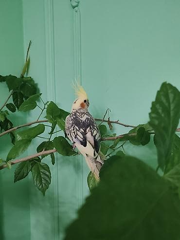 ana bala keci: 2 erkek 1 dişi dişi yumurtlayır evde saxlanılıb qefesle bir yerde — 2