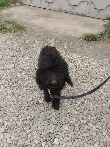 basenc itleri: İt üçün elan - Növ: Kiçik ölçülü it (qıvrım, sıx yunlu qara tüklər) - — 4